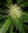 Сорт Critical Impact fem (Vision Seeds)