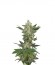 Сорт Critical Jack Autoflowering (Dinafem Seeds)