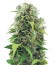 Сорт Auto Northern Light fem (Bulk Seed Bank)