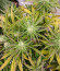 Сорт Auto Bruce Lemon Diesel fem (Dutch Passion)