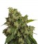 Сорт Auto Xtreme fem (Dutch Passion)