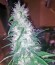 Сорт Santa Sativa fem (Dinafem Seeds)