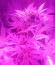 Сорт SexBud fem (Female Seeds)