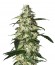 Сорт Skunk Auto fem (Strain Hunters)