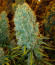 Сорт Big Bazooka fem (Anesia Seeds)