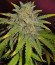 Сорт Runtz XL Auto (Sweet Seeds)