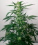 Сорт Violet's Wonder Auto fem (Sumo Seeds)