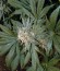 Сорт White Widow Auto fem (Green House Seeds)