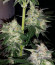 Сорт Auto Anubis fem (Pyramid Seeds)