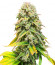 Сорт Fat Banana fem (Royal Queen Seeds)