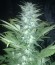 Сорт Green Love Potion fem (Samsara Seeds)