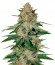 Сорт Delicious Candy fem (Delicious Seeds)