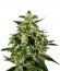 Сорт Himalaya Gold fem (Green House Seeds)