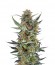 Сорт Royal Dwarf auto fem (Royal Queen Seeds)