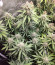 Сорт Original Auto White Widow fem (FastBuds)