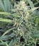 Сорт Pineapple Skunk fem (Humboldt Seeds)