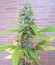 Сорт Diesel fem (Dinafem Seeds)