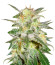 Микс семян Sativa Pure Origin Collection 8 (World of Seeds)