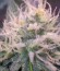 Сорт Super Skunk fem (Nirvana Seeds)