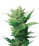 Сорт Think Different auto fem (Dutch Passion)