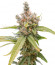 Сорт Tropic Punch fem (Heavyweight Seeds)