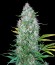 Сорт Serious 6 fem (Serious Seeds)