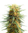 Сорт Auto Fire DOG fem (Advanced Seeds)