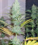 Сорт Master kush fem (Dutch Passion)