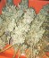 Сорт Grand Heft Auto fem (Dr. Krippling Seeds)