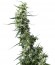 Сорт Greenhouse Thai fem