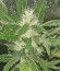 Сорт Bubble Gum fem (Serious Seeds)