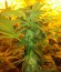 Сорт Grand Master Kush reg (Sumo Seeds)