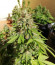 Сорт Black Cherry Punch fem (Pyramid Seeds)