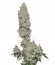 Сорт Mohan Ram Auto fem (Sweet Seeds)