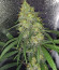 Сорт White Widow fem (Dutch Passion)