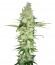 Сорт Wonder Woman fem (Nirvana Seeds)