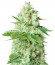 Сорт Bubblicious fem (Resin Seeds)