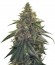 Сорт Desert Diesel fem