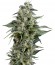 Сорт Kryptonite fem (Pyramid Seeds)