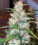 Сорт Strawberry Cream fem (Sumo Seeds)