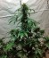 Сорт каннабиса Blue Amnesia XXL Autoflowering