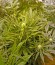 Сорт Damnesia Autoflowering fem (Strain Hunters)