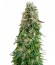 Сорт White Siberian fem (Dinafem Seeds)