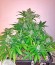 Сорт конопли Amnesia XXL Autoflowering 