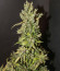 Сорт CBD Auto 20:1 fem (FastBuds)