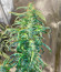 Сорт Royal Runtz fem (Royal Queen Seeds)