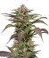 Сорт Purple Moby Dick fem от Dinafem Seeds