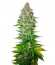 Сорт Jack 47 F1 Fast Version fem (Sweet Seeds)