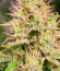 Сорт Frosted Guava fem (Original Sensible Seeds)