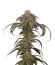 Сорт Purple Afghan Kush fem (Dinafem Seeds)